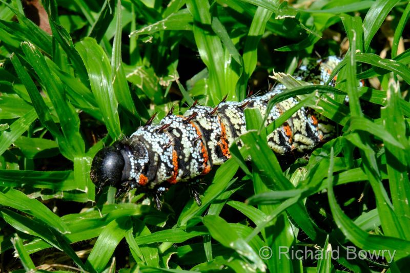 Zimbabwe on 24-11-22 at 10-32-40