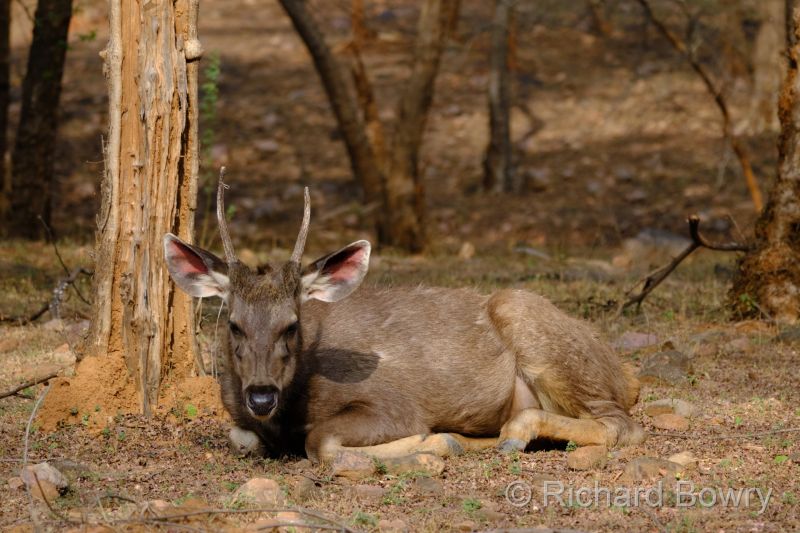 Rathambhore at 2026-02-12 15.16.11