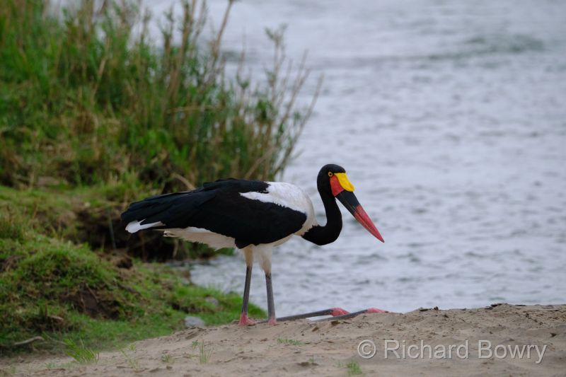 Kruger at 2025-10-16 16.45.59