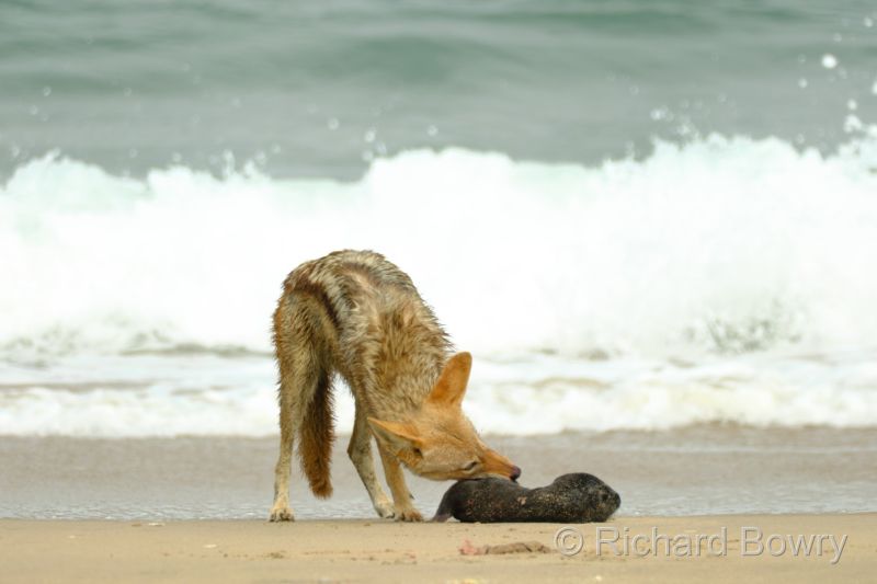 Namibia - 2024-10-24 10.43.042024-11-19 06.39.01