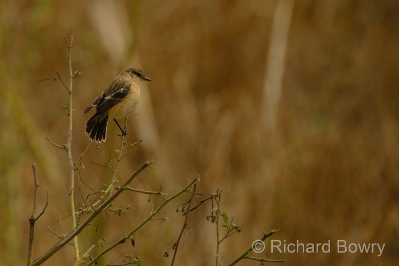 Sultan Por at 2026-02-01 11.27.37