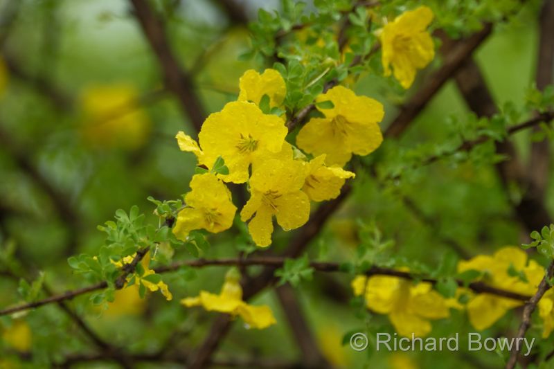 Zimbabwe - 2024-11-06 08.09.562024-11-19 06.44.44