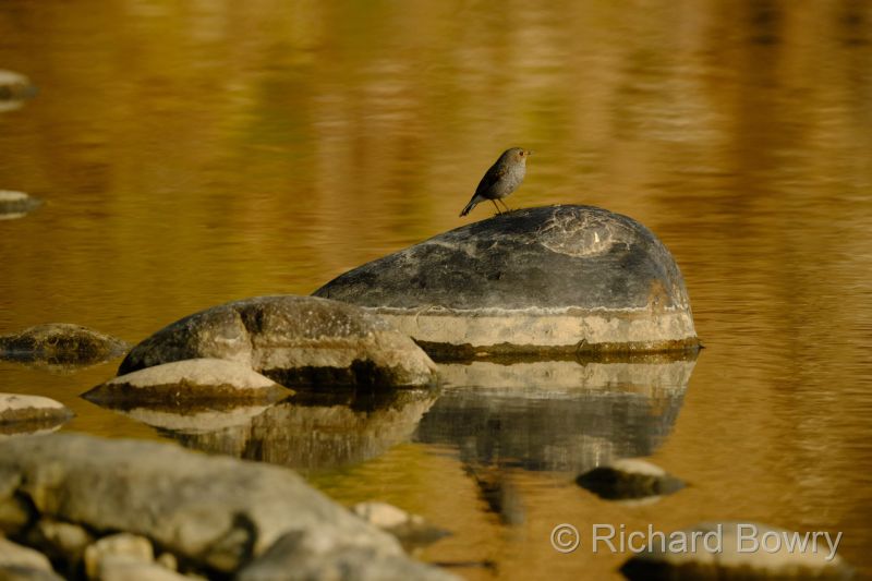 Corbett at 2026-02-02 16.11.26