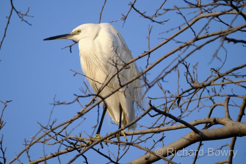Keoladeo at 2026-02-08 08.10.49