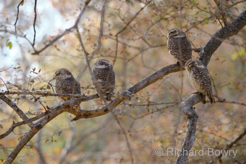 Rathambhore at 2026-02-10 14.56.41