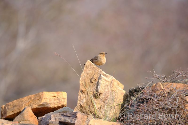 Rathambhore at 2026-02-12 09.07.39