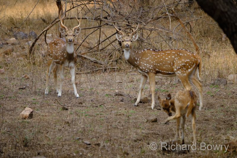 Rathambhore at 2026-02-10 16.33.58