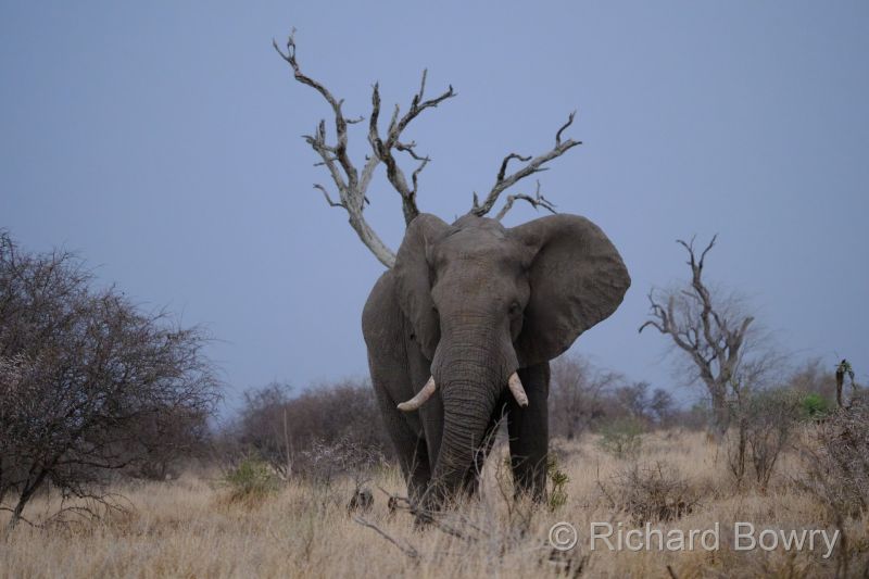 Kruger at 2025-10-16 17.01.26