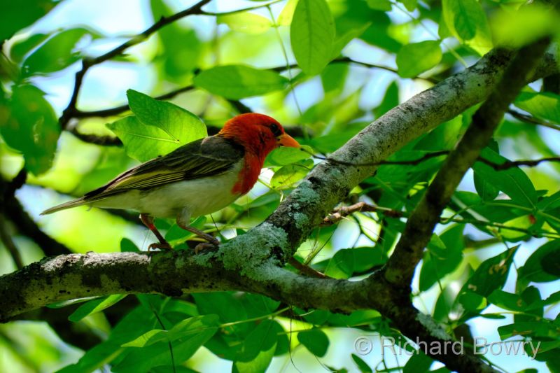 Zimbabwe on 24-11-22 at 11-21-06