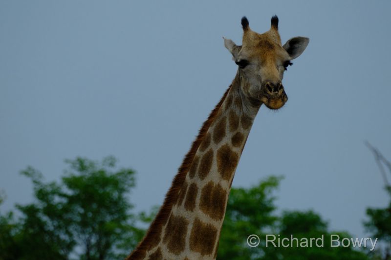 Zimbabwe on 06-12-22 at 09-38-58