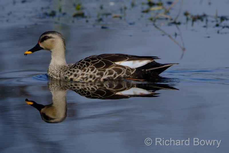 Keoladeo at 2026-02-08 10.03.09