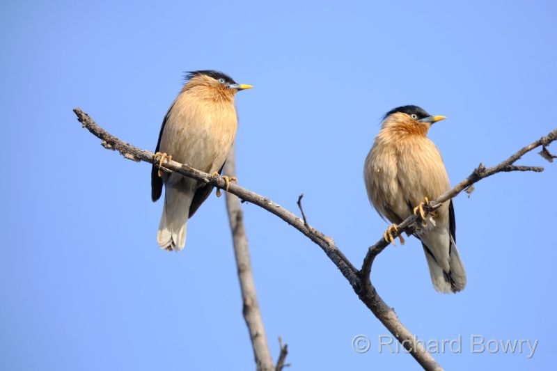 Keoladeo at 2026-02-08 08.59.33