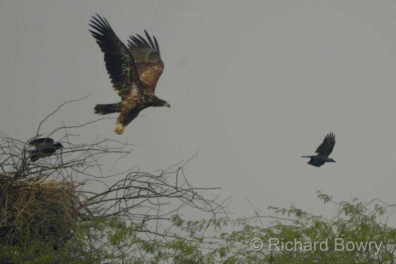 Sultan Por at 2026-02-01 11.20.16