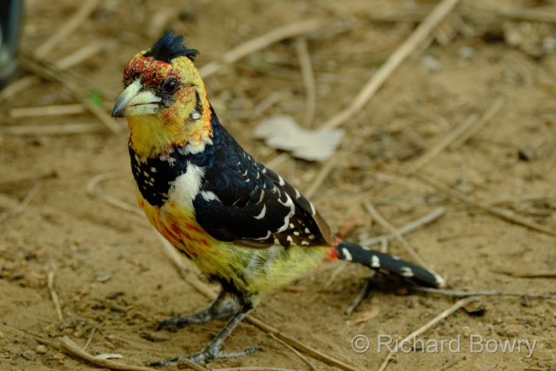 Zimbabwe - 2024-11-12 11.56.122024-11-19 06.46.21