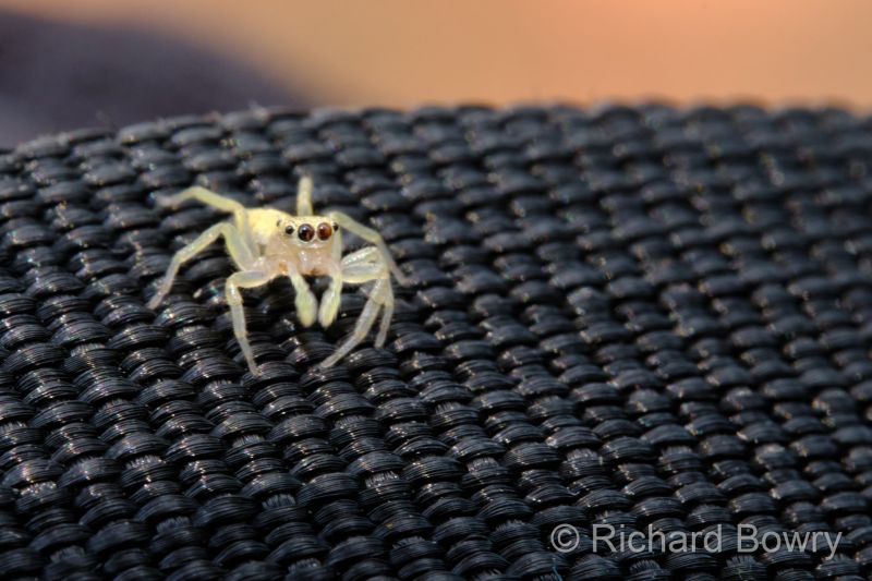 Zimbabwe on 27-11-22 at 11-06-58