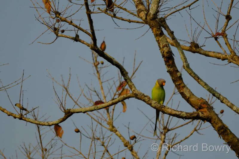 Corbett at 2026-02-02 16.27.18