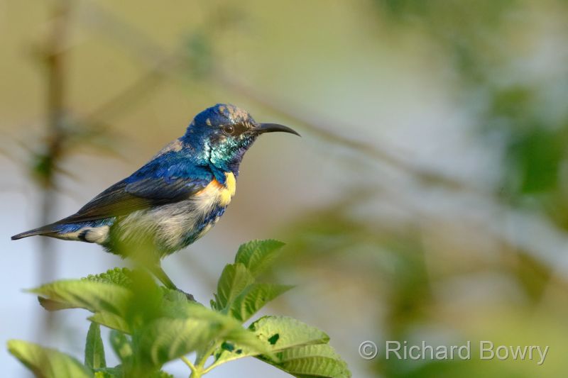 Keoladeo at 2026-02-07 16.51.01