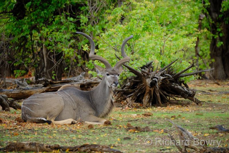 Zimbabwe - 2024-11-07 08.57.392024-11-19 06.44.54