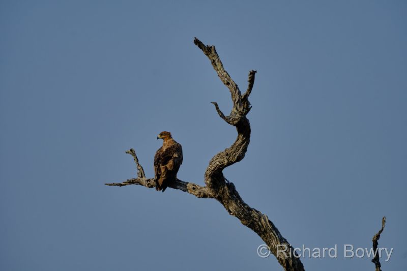 Kruger at 2025-10-13 16.18.45 at 16-18-45