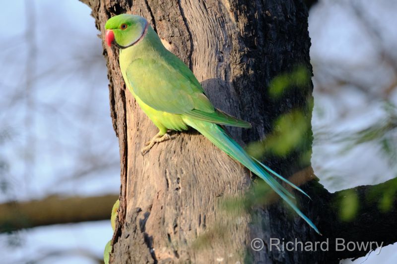 Keoladeo at 2026-02-08 08.26.38