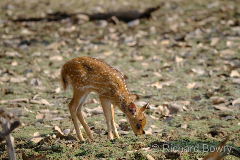 Rathambhore at 2026-02-12 09.20.22