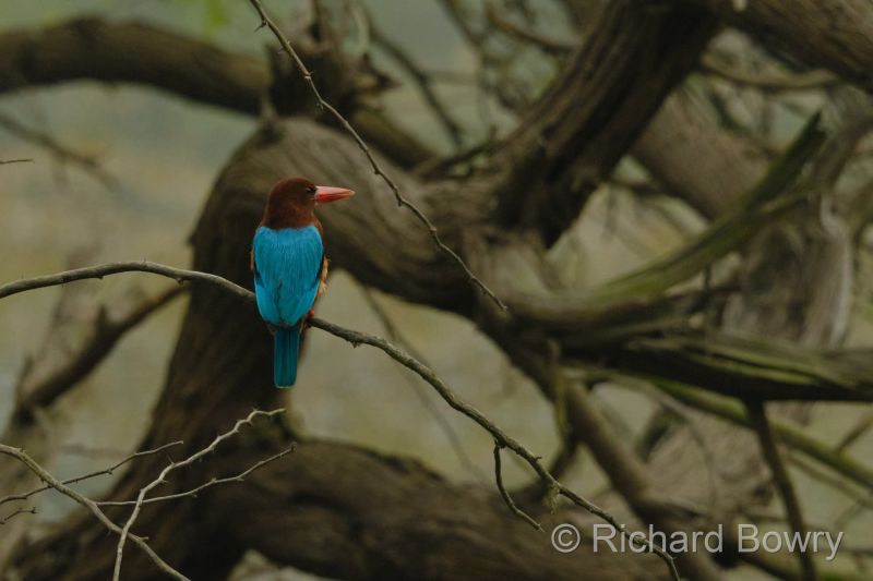 Sultan Por at 2026-02-01 09.20.20