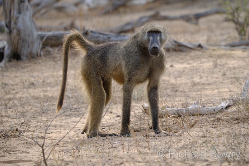 Kruger at 2025-10-15 06.23.57