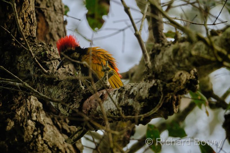 Corbett at 2026-02-04 08.33.45