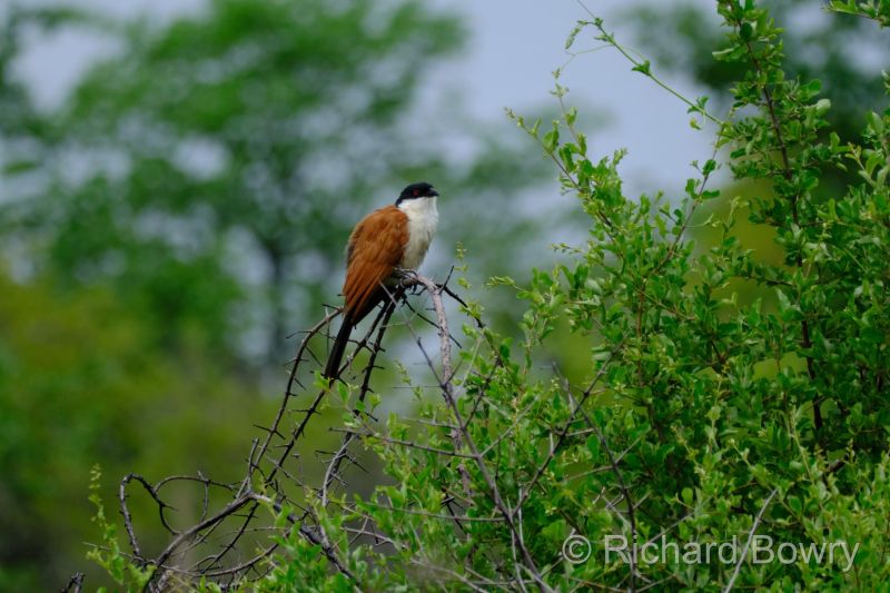 Zimbabwe on 06-12-22 at 10-09-03