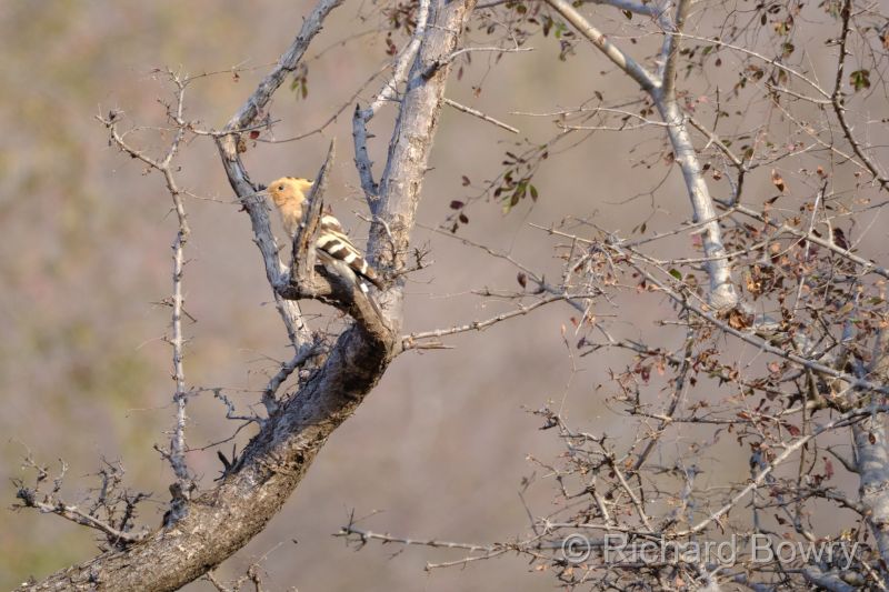 Rathambhore at 2026-02-12 09.07.46