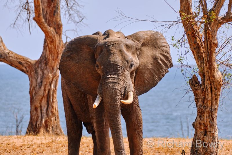African Elephant