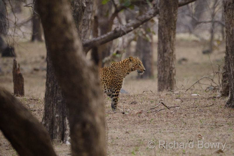 Rathambhore at 2026-02-12 17.27.33