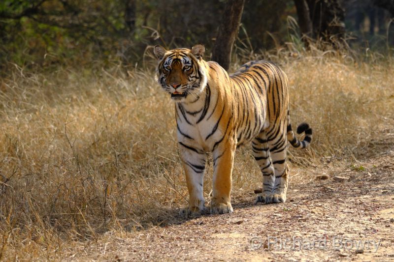 Rathambhore at 2026-02-10 15.04.18