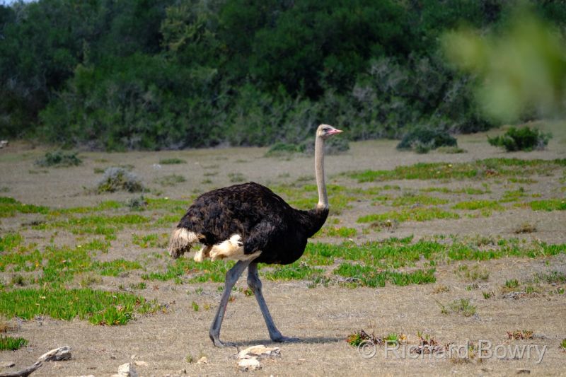 Cape Agulhas at 2025-10-23 11.26.18