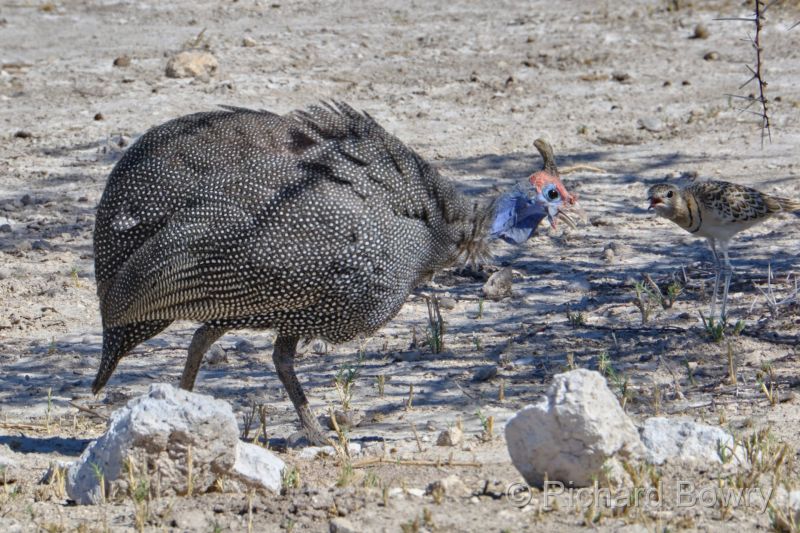 Namibia - 2024-10-30 15.36.052024-11-19 06.40.46