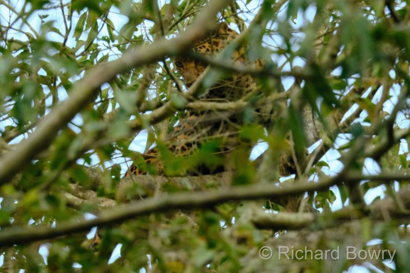 Corbett at 2026-02-02 16.56.59