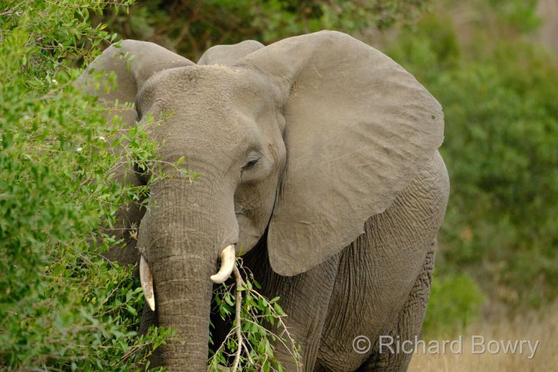 Kruger at 2025-10-12 17.07.21