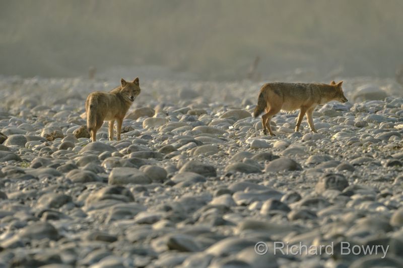 Corbett at 2026-02-03 16.13.29