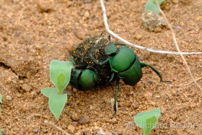 Zimbabwe - 2024-11-08 12.48.442024-11-19 06.45.19