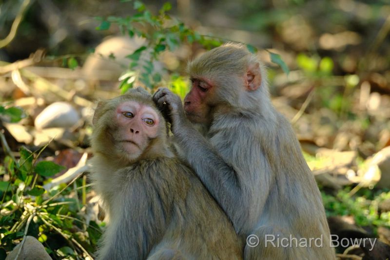 Corbett at 2026-02-04 14.04.21