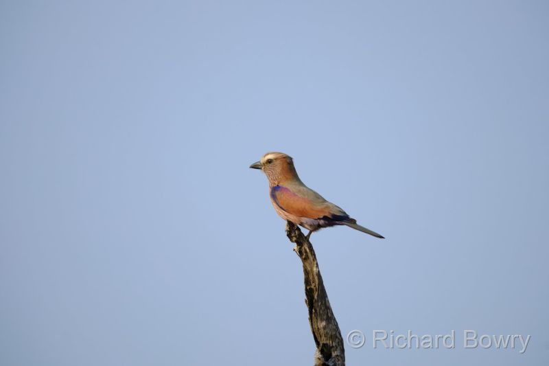 Kruger at 2025-10-15 07.06.31