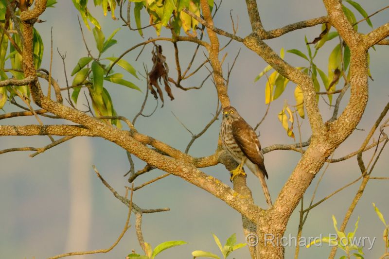 Corbett at 2026-02-02 16.47.47