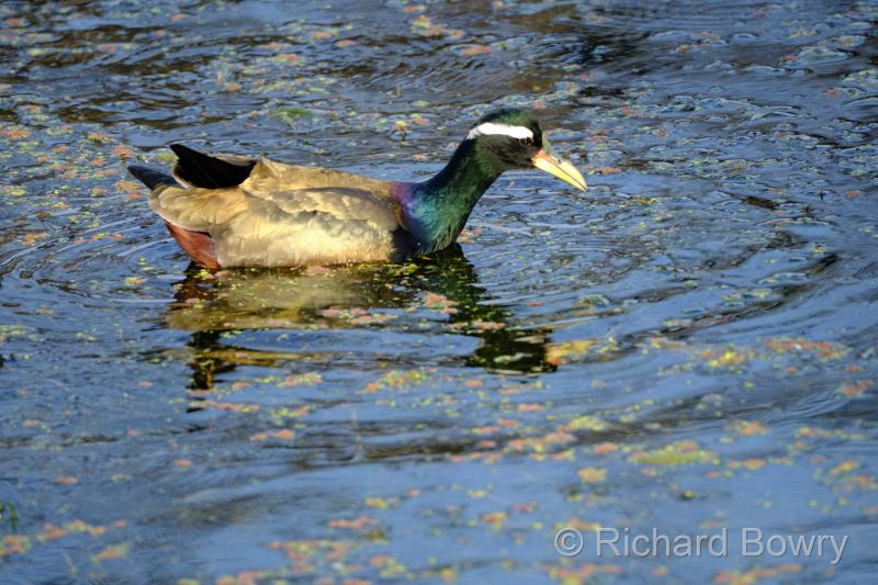 Keoladeo at 2026-02-07 15.54.18