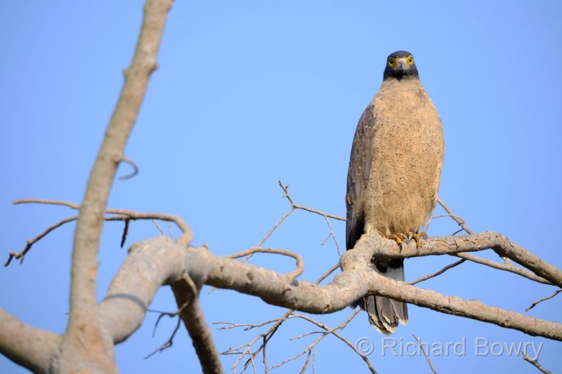 Rathambhore at 2026-02-09 16.17.23