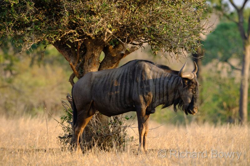 Kruger at 2025-10-13 17.00.22 at 17-00-22