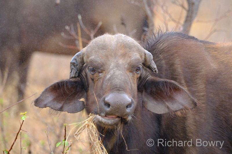 Kruger at 2025-10-17 09.56.07