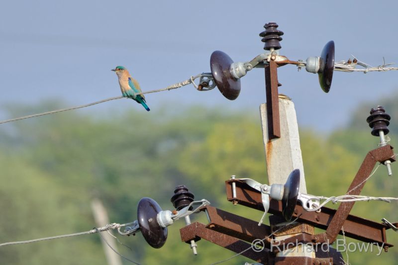 Rathambhore at 2026-02-11 16.03.14