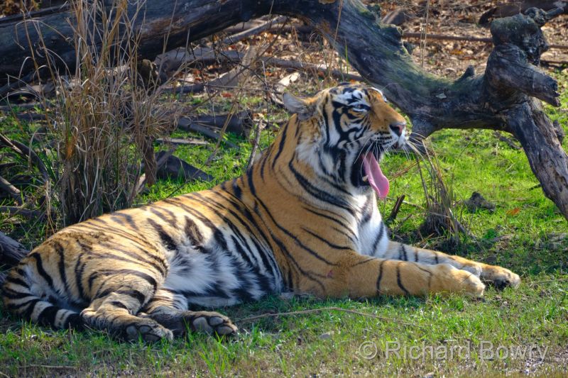 Rathambhore at 2026-02-09 14.44.00