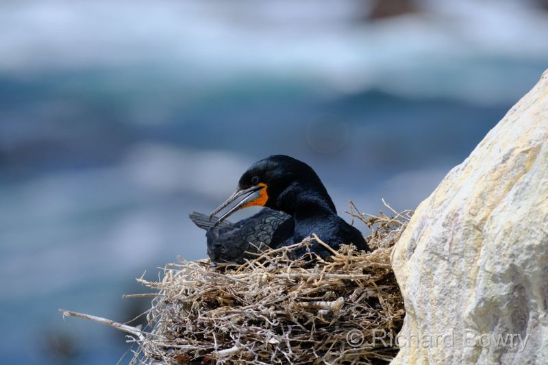 Cape Agulhas at 2025-10-25 11.21.10
