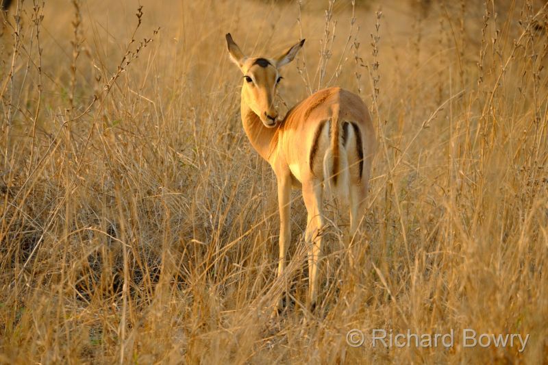 Kruger at 2025-10-13 06.16.41